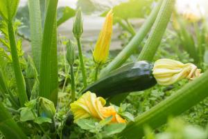 Zucchini och zucchini: 9 Den största skillnaden att du inte vet