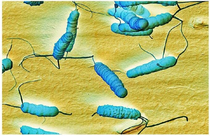 Bakterien Helicobacter pylari