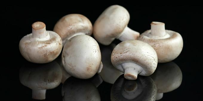 Svamp - champignon mushroomy