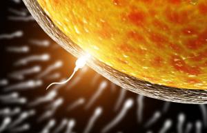 Ovum väljer spermier för befruktning, och inte vice versa: forskare