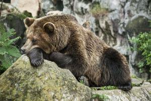 Testa: välj en björn och ta reda på vad du är för mamma