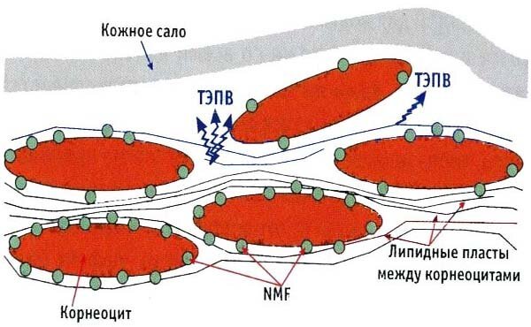 Humektanter struktur av stratum corneum. Vattnet i stratum corneum lugnt promenader, men endast mellan lipidskikten, och den kvarvarande vatten kvarhålles NMF och keratin. Som sagt ovan, fukten - en ganska komplicerad mekanism