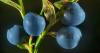 7 skäl att äta blåbär