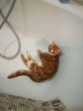 Uttalanden av "experter" om farorna med frekvent tvättning min katt skulle förmodligen överens :))