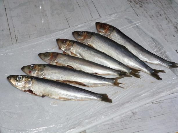 Färsk fisk (sill)
