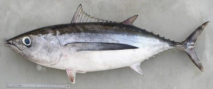 vit tonfisk