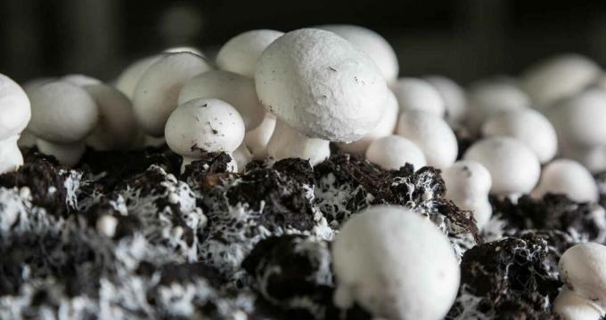 Svamp - champignon mushroomy