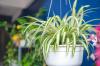 7 krukväxter för perfekt ren luft hemma