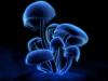 Magiska svampar, vinnande depression