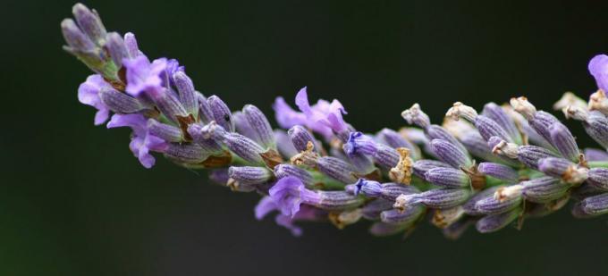 Lavendel - lavendel