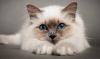 Kototerapiya: läkande egenskaper av katter